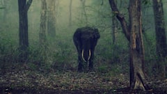 Security Guard Trampled To Death By Wild Elephant At Coimbatore's Bharathiar University