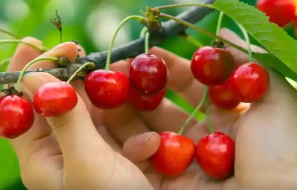 ચેરી ખાવામાં પણ સ્વાદિષ્ટ હોય છે. તેનું સેવન ડાયાબિટીસના દર્દીઓ માટે ફાયદાકારક સાબિત થઈ શકે છે. ચેરીમાં કુદરતી એન્ટીઑકિસડન્ટો મળી આવે છે જે શરીરમાં બળતરાને અટકાવે છે. તેનું યોગ્ય માત્રામાં સેવન કરવાથી બ્લડ શુગર લેવલ કંટ્રોલમાં રહે છે. તેનું સેવન ડાયાબિટીસને કારણે મીઠાઈ ખાવાથી થતા નુકસાનને પણ અટકાવે છે.