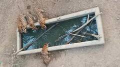 पानी पीते हुए कैमरे में कैद हुआ बाघों का झुंड, उधम सिंह नगर के जंगलों से आई मनमोहक तस्वीर