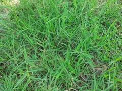 ਕਈ ਬਿਮਾਰੀਆਂ ਨੂੰ ਜੜੋਂ ਖਤਮ ਕਰਦੀ ਹੈ ਇਹ ਘਾਹ, ਜਾਣੋ ਵਰਤੋਂ ਦਾ ਸਹੀ ਤਰੀਕਾ