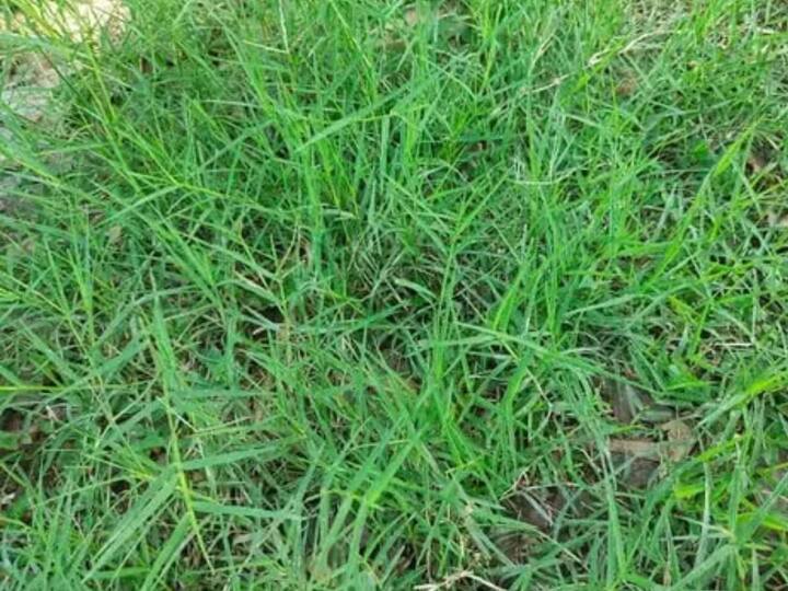 ਦੁਰਵਾ ਘਾਹ ਬਹੁਤ ਸਾਰੇ ਪੌਸ਼ਟਿਕ ਤੱਤਾਂ ਅਤੇ ਔਸ਼ਧੀ ਗੁਣਾਂ ਨਾਲ ਭਰਪੂਰ ਹੁੰਦੀ ਹੈ। ਇਸ ਵਿੱਚ ਵਿਟਾਮਿਨ-ਏ, ਵਿਟਾਮਿਨ-ਸੀ, ਪ੍ਰੋਟੀਨ, ਪੋਟਾਸ਼ੀਅਮ, ਮੈਗਨੀਸ਼ੀਅਮ, ਸੋਡੀਅਮ, ਐਸੀਟਿਕ ਐਸਿਡ, ਐਲਕਾਲਾਇਡਜ਼ ਅਤੇ ਗਲੂਕੋਸਾਈਡਸ ਵਰਗੇ ਕਈ ਪੌਸ਼ਟਿਕ ਤੱਤ ਹੁੰਦੇ ਹਨ।