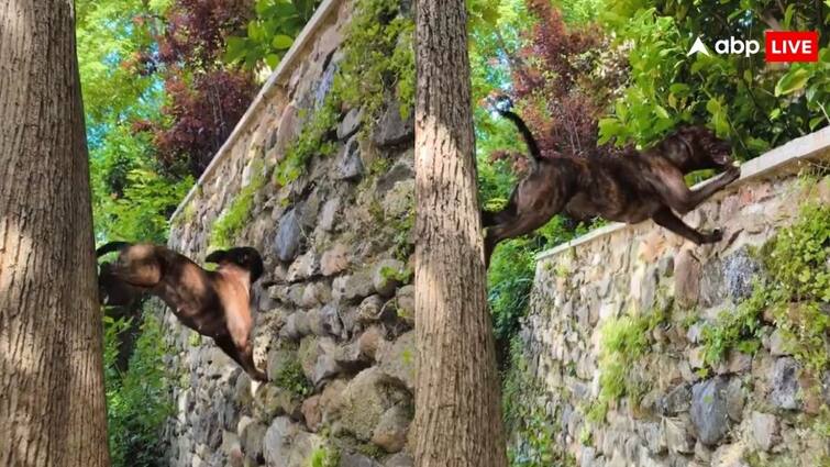 pitbull dog climbs wall like a spider man netizens amazed video is going viral on social media पिटबुल बन गया स्पाइडर मैन, कई फीट ऊंची दीवार को ऐसे कर दिया पार- वीडियो देख लोग हैरान