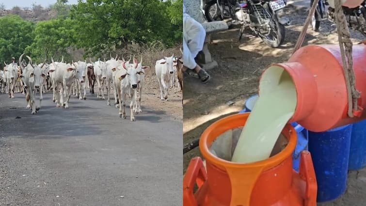 Ahmednagar Drought Fodder Shortage Effect on Milk Production Increase in problems of farmers Maharashtra Marathi News Ahmednagar News : नगरमधील दुष्काळाचं भीषण वास्तव समोर, शेतकरी दुहेरी संकटात, दूध उत्पादनात घट