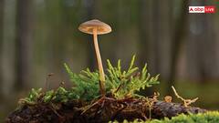 Mushroom Farming: मशरूम की खेती करने के लिए किन पांच बातों का रखना होता है खयाल, किसानों के लिए काम की बात