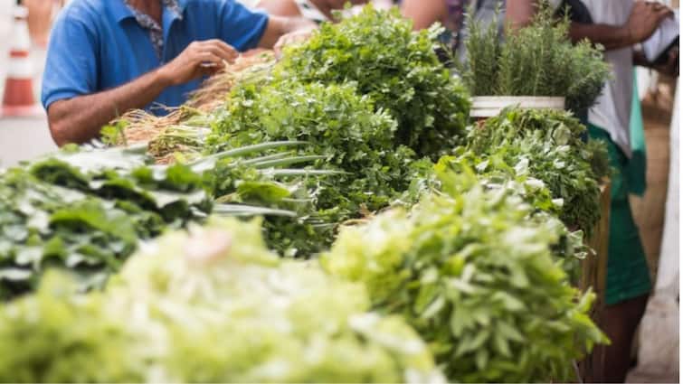 Vegetable Price Hike Coriander Methi rates  increased due to temprature Maharashtra Marathi News कोथिंबीर, मेथीची जुडी खातेय 'भाव'! पालेभाज्यांचे दर कडाडले! शेतकऱ्यांना फायदा मात्र सामान्यांचं बजेट गडबडलं