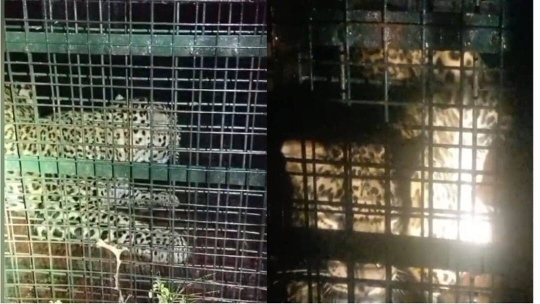 பீதியில் நெல்லை மக்கள்... தொடர்ந்து ஊருக்குள் பிடிபடும் சிறுத்தைகள் - நடப்பது என்ன?