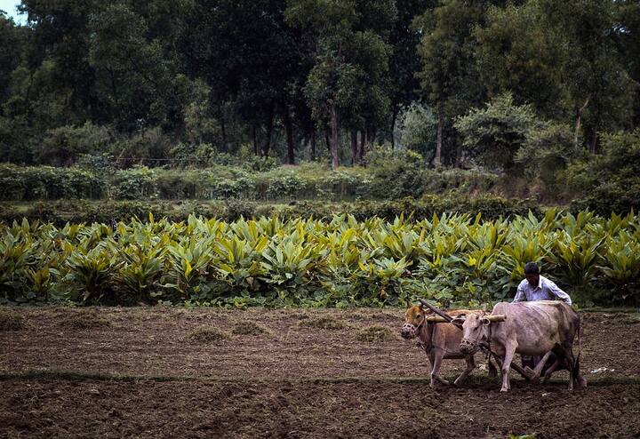 इसके लिए आप गांव के प्रधान से संपर्क कर सकते हैं या फिर नजदीकी कृषि कार्यालय पर जा सकते हैं.