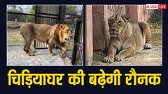 गोरखपुर के चिड़ियाघर की अब और बढ़ेगी रौनक, इटावा सफारी पार्क से लाए जा रहे दो बब्बर शेर