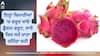 Dragon Fruit: ਇਨ੍ਹਾਂ ਬਿਮਾਰੀਆਂ 'ਚ ਜ਼ਰੂਰ ਖਾਓ ਡ੍ਰੈਗਨ ਫਰੂਟ, ਜਾਣੋ ਕਿਸ ਸਮੇਂ 'ਤੇ ਖਾਣ ਨਾਲ ਮਿਲਦਾ ਜ਼ਿਆਦਾ ਫਾਇਦਾ