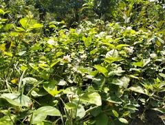 Agra News: आगरा में भीषण गर्मी से परेशान हो रहे नर्सरी मालिक, दिन में 3 से 4 बार दिया जा रहा पौधों को पानी