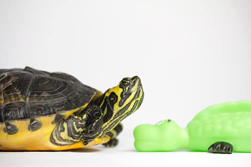 4. Increase Earning Power: Positioning a turtle in the north sector of the living room can enhance income generation and job promotions. (Image Source: Getty)