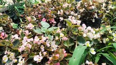 Agra News: आगरा में भीषण गर्मी से परेशान हो रहे नर्सरी मालिक, दिन में 3 से 4 बार दिया जा रहा पौधों को पानी