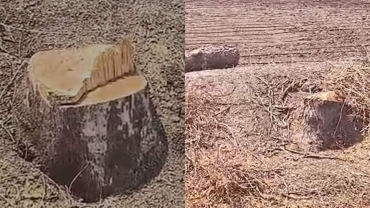 Slaughter of trees started without permission in Dhule district Maharashtra Marathi News Dhule News : धुळ्यात बेसुमार वृक्षतोड, विना परवानगी होतेय झाडांची कत्तल, वखारी बंद करण्याची मागणी