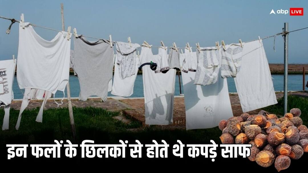 Earlier clothes were washed with the peels of this fruit the clothes were completely clean Clothes Washed: पहले इस फल के छिलकों से होता था कपड़ों की धुलाई, साबुन और सर्फ का नहीं हुआ था आविष्कार   