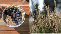 Health Tips: சியா, சப்ஜா விதை - எதில் சத்தி அதிகம்? இதைப் படிங்க!