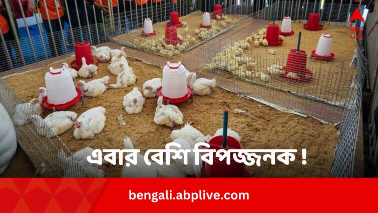 Why H5N1 Bird Flu Virus May Be Fatal In India Ranchi Poultry Case Amid Global Concern In Bengali H5N1 Bird Flu Virus: H5N1 বার্ড ফ্লু ভাইরাস নিয়ে কেন ফের ছড়াচ্ছে ভয় ? ভারত কতটা বিপদে ?
