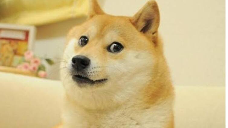 Viral Meme Dog Who Inspired Dogecoin Replaced Twitter Bird Logo Became  Passes Away RIP Kabosu: மீம்ஸ் மூலம் பிரபலமடைந்த நாய் கபோசு மரணம் - சமூக வலைதளங்களில் நெட்டிசன்கள் கண்ணீர்!