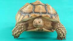 Feng Shui Turtle: Know 6 Benefits Of Keeping This At Home