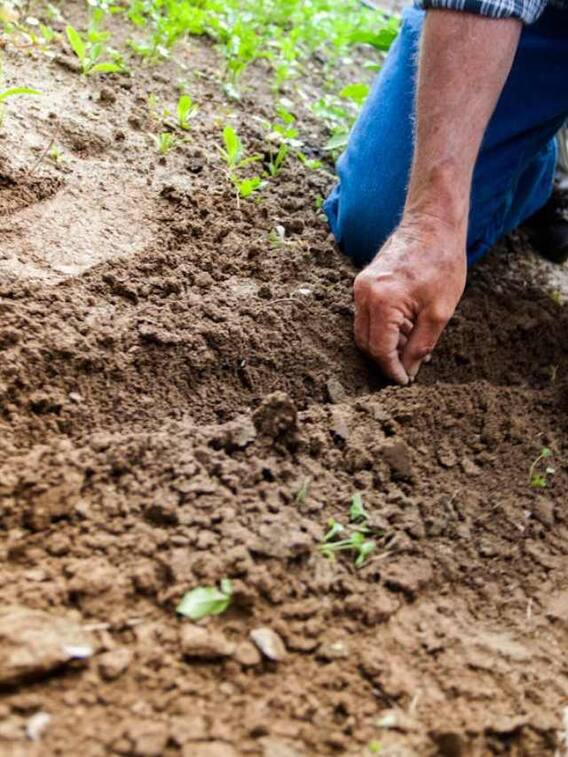 मिट्टी सिर्फ पीली या लाल नहीं इन रंगों की भी होती है