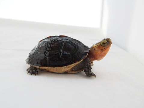 2. Sleep Soundly: A small turtle figure under your bed can improve sleep quality, provide protection, and attract income opportunities. (Image Source: Getty)