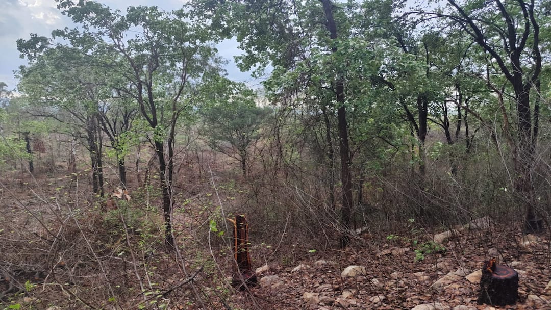 போளூர் அருகே வைரம் பாய்ந்த  செம்மரங்கள் வெட்டிக்கடத்தல் - வனத்துறை கூறுவது என்ன.?