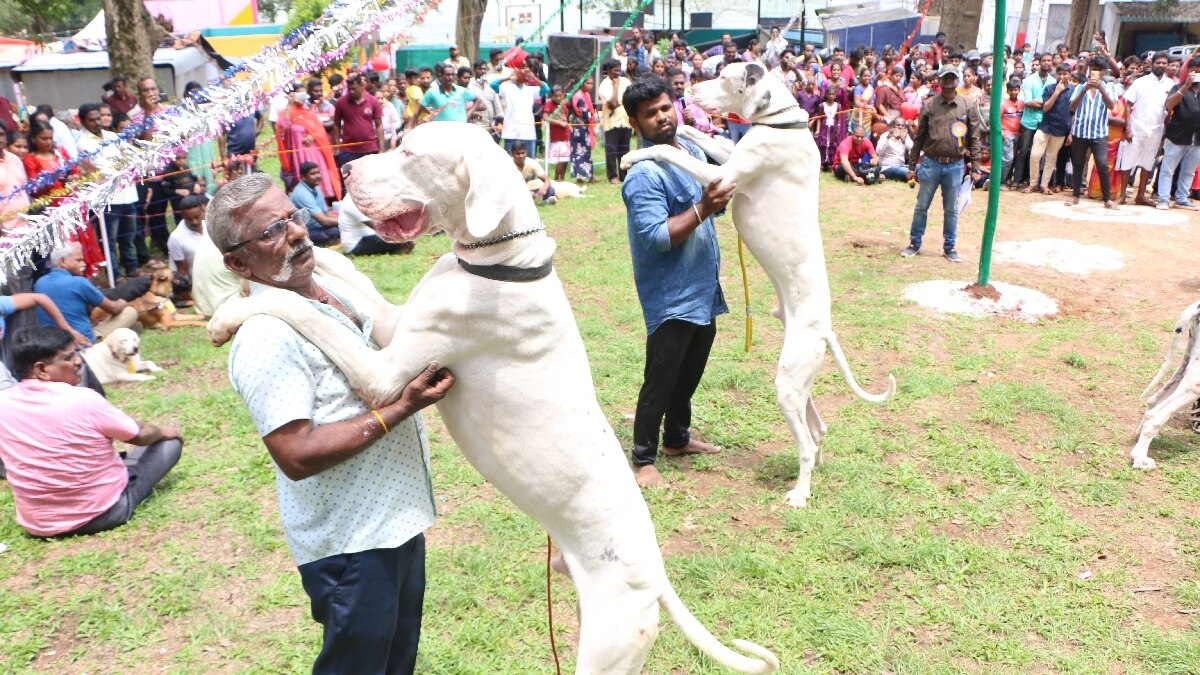 Yercaud Dog Show 2024: ஏற்காடு கோடை விழாவில் சுற்றுலா பயணிகளை கவர்ந்த நாய்கள் கண்காட்சி