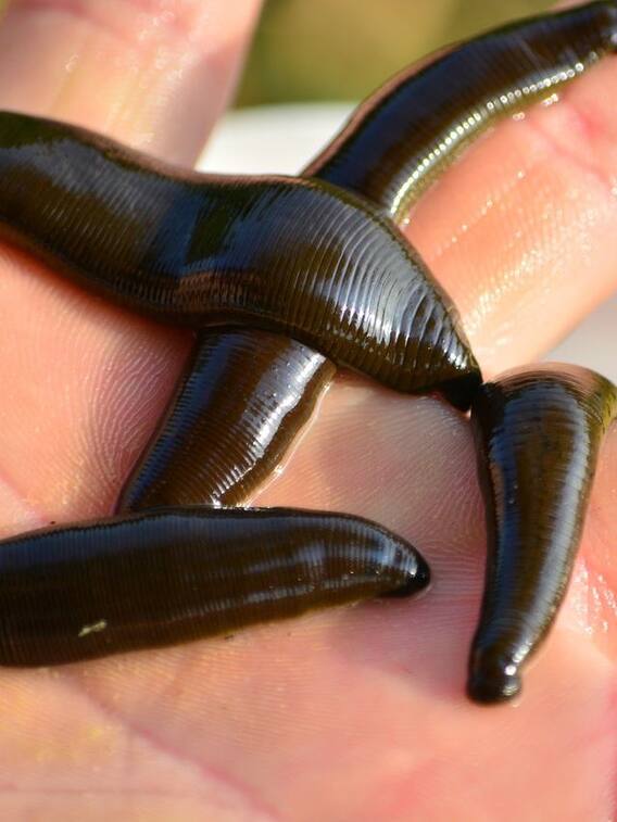 जोंक में कितने दिमाग होते हैं?