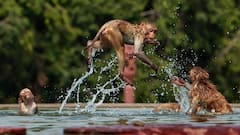 In PICS: How Animals Are Coping With Rising Mercury And Severe Heatwave This Summer