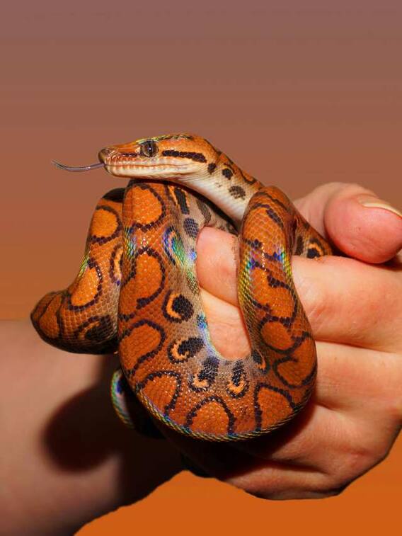 सांप के काटने में इंसान के खून में क्या बदलाव होते हैं?