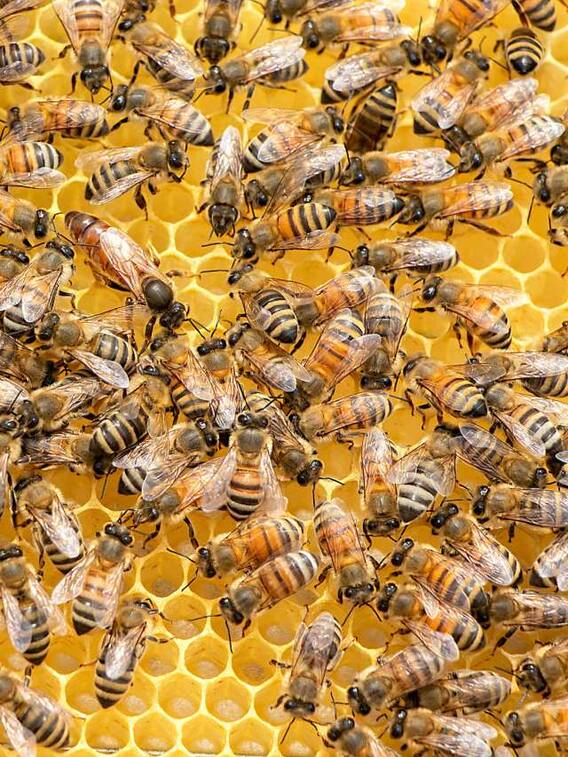 कितने फूलों से 500 ग्राम शहद बनाती है मधुमक्खियां