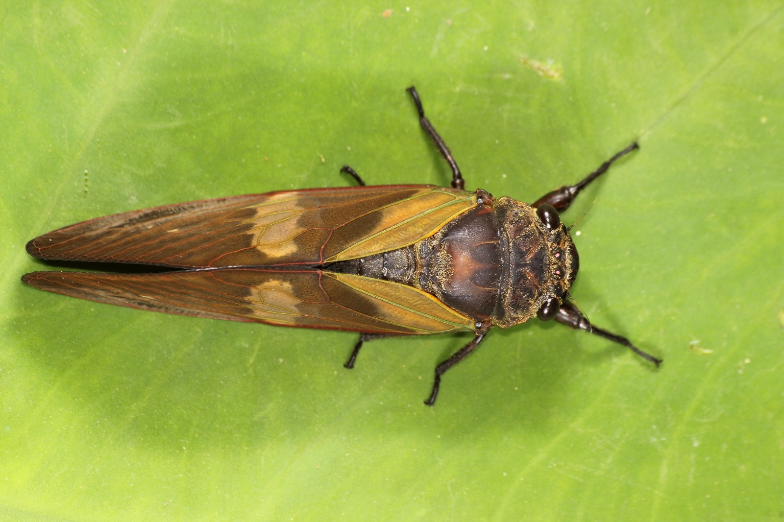 Cicada Butterfly : অরণ্যের অজানা অধ্যায়, মেঘালয়ের জঙ্গলে নতুন প্রজাতির পতঙ্গ আবিষ্কার বাঙালি পতঙ্গবিদের