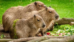 क्या सच में ये जीव दूसरे ग्रह से धरती पर आए हैं? देख कर दंग रह जाएंगे