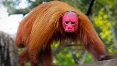 क्या सच में ये जीव दूसरे ग्रह से धरती पर आए हैं? देख कर दंग रह जाएंगे