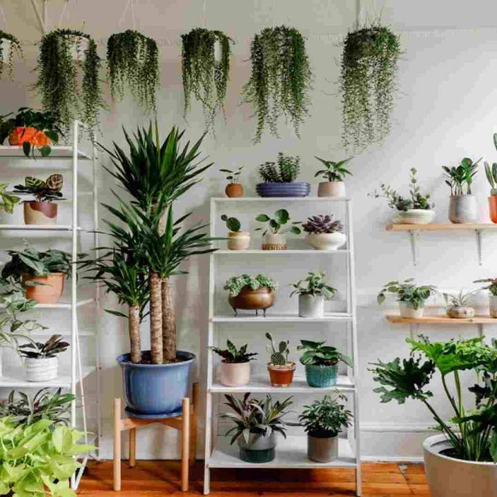 Indoor Plants : ਘਰ ਦੇ ਅੰਦਰ ਪੌਦੇ ਲਗਾਉਣਾ ਨਾ ਸਿਰਫ ਕਮਰੇ ਦੀ ਸੁੰਦਰਤਾ ਨੂੰ ਵਧਾਉਂਦਾ ਹੈ ਬਲਕਿ ਸਾਡੀ ਸਿਹਤ ਲਈ ਵੀ ਚੰਗਾ ਮੰਨਿਆ ਜਾਂਦਾ ਹੈ। ਪਰ ਵਧਦੇ ਤਾਪਮਾਨ ਕਾਰਨ ਇਨਡੋਰ ਪੌਦੇ ਵੀ ਸੁੱਕਣੇ ਸ਼ੁਰੂ ਹੋ ਜਾਂਦੇ ਹਨ।