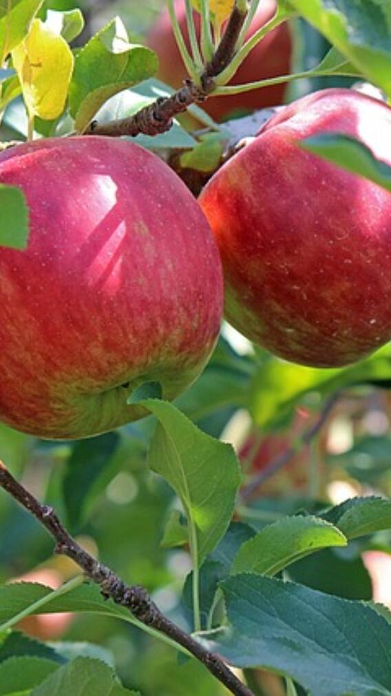 सेब छिलका उतार के ही क्यों खाना चाहिए