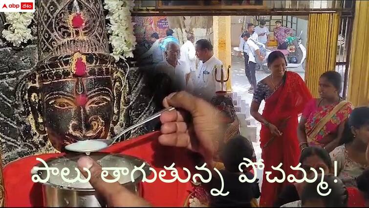 pochamma amma varu sips milk in temple in serlingampally hyderabad Pochamma: పాలు తాగుతున్న పోచమ్మ తల్లి! - ఆలయానికి భక్తుల క్యూ