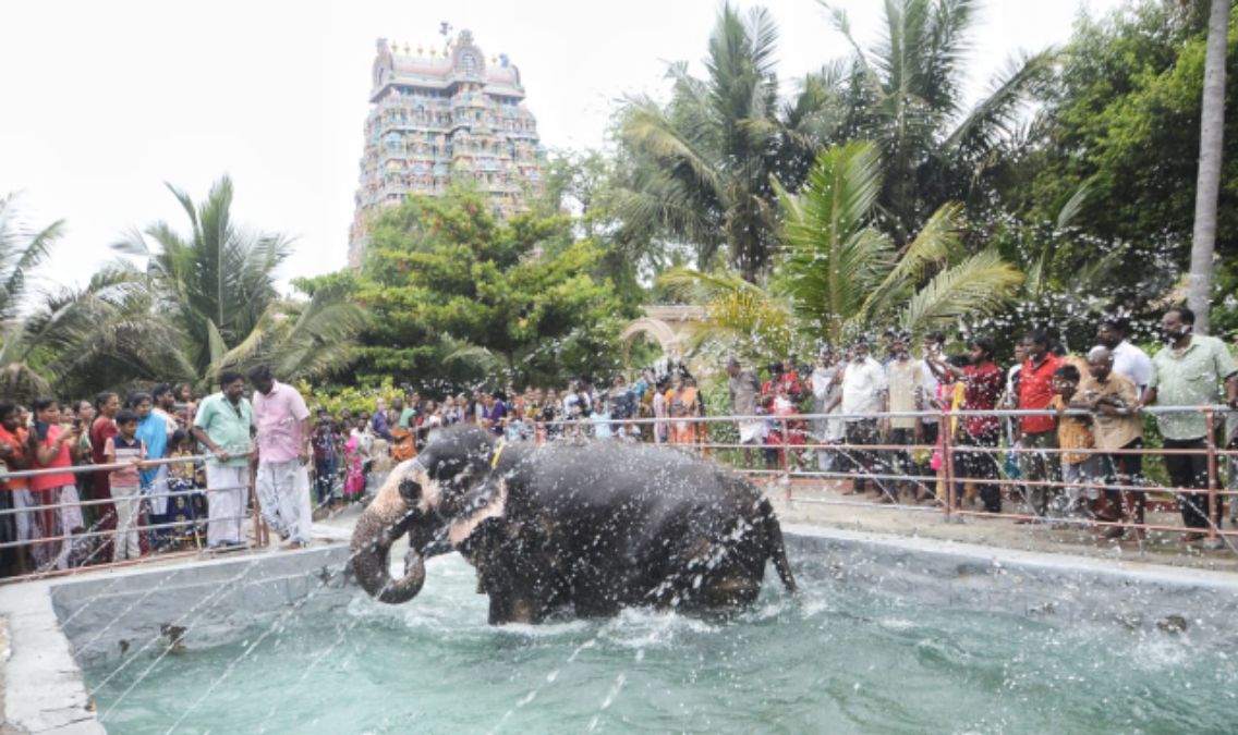 22வது பிறந்தநாளை கோலாகலமாக கொண்டாடிய ‘அகிலா’...  ஸ்பெஷல் விருந்துடன் செம கவனிப்பு