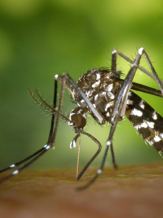 मच्छर के मुंह में कितने दांत होते हैं?