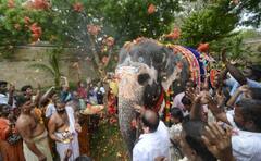 22வது பிறந்தநாளை கோலாகலமாக கொண்டாடிய ‘அகிலா’... ஸ்பெஷல் விருந்துடன் செம கவனிப்பு