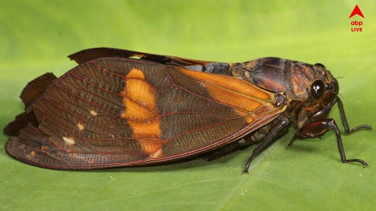 new cicada species bicolor butterfly bengali researchers discovery meghalaya Cicada Butterfly : অরণ্যের অজানা অধ্যায়, মেঘালয়ের জঙ্গলে নতুন প্রজাতির পতঙ্গ আবিষ্কার বাঙালি পতঙ্গবিদের
