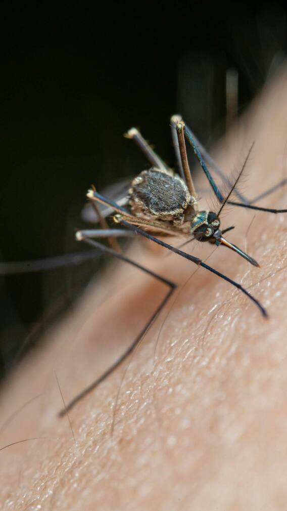 మీ ఇంట్లోకి దోమలు రాకూడదంటే.. వెంటనే ఇలా చెయ్యండి