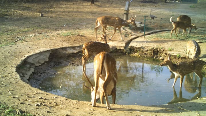 वन विभाग की तरफ से वैशाख पूर्णिमा पर 24 घंटे तक वन्यजीवों की गणना की गई. इस गणना में जंगलों के बीच लेपर्ड सहित कई वन्यजीव दिखाई पड़े.