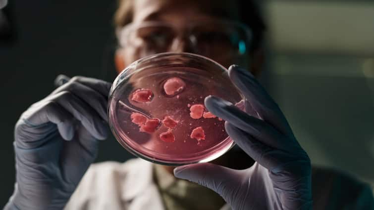 Chinese scientists create deadly viruses in the lab that can cause death in 3 days Here are the full details New Deadly Virus : అలెర్ట్ - చైనా శాస్త్రవేత్తలు క్రియేట్ చేసిన మరో వైరస్.. ఇది మూడురోజుల్లోనే మనుషులను చంపేస్తుందట