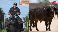 यहां गाड़ी से नहीं, भैंस पर गश्त करती है पुलिस... अनोखी है इस द्वीप से जुड़ी भैंसों की कहानी