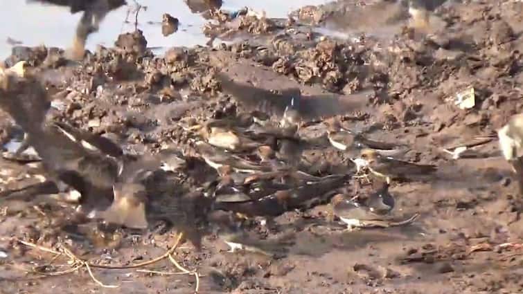 Chimney sized sparrows have been rigged to build their nests on the banks of the Sangli Krishna river सांगलीत कृष्णाकाठी आली चिखल पळवणारी टोळी, टोळीचा लक्षवेधी गोंगाट