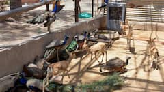 In PICS: How Animals Are Coping With Rising Mercury And Severe Heatwave This Summer