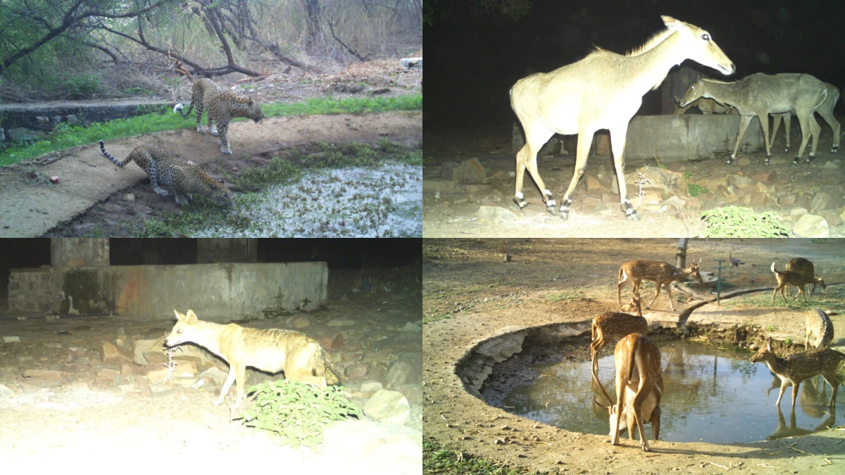 हिरन लेपर्ड मोर लकड़ बग्घे… की बढ़ी संख्या देख वन्यजीव प्रेमियों में खुशी की लहर, कैमरे में कैद खूबसूरत तस्वीरें