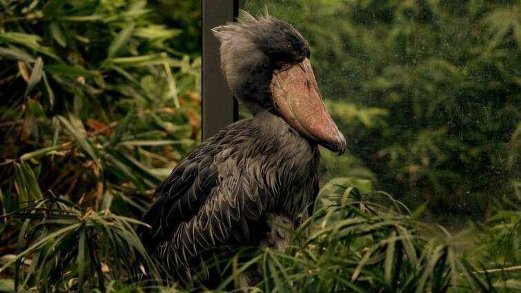 Why is this bird called stupid bird its way of greeting humans is completely different इस चिड़िया को क्यों कहा जाता है स्टुपिड बर्ड, इंसानों से मिलने पर गिफ्ट में देती है ये खास चीज 