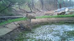 हिरन लेपर्ड मोर लकड़ बग्घे... की बढ़ी संख्या देख वन्यजीव प्रेमियों में खुशी की लहर, कैमरे में कैद खूबसूरत तस्वीरें