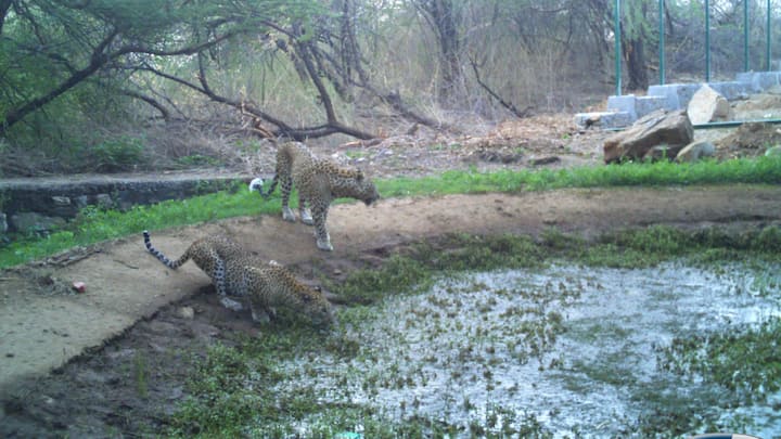 एक साथ बड़ी संख्या में वन्यजीवों का कुनबा बढ़ने से वन्यजीव प्रेमियों में खुशी की लहर दौड़ गई. इस तरह उदयपुर की बात करें, तो यहां पहले ही लेपर्ड बड़ी संख्या मौजूद हैं.